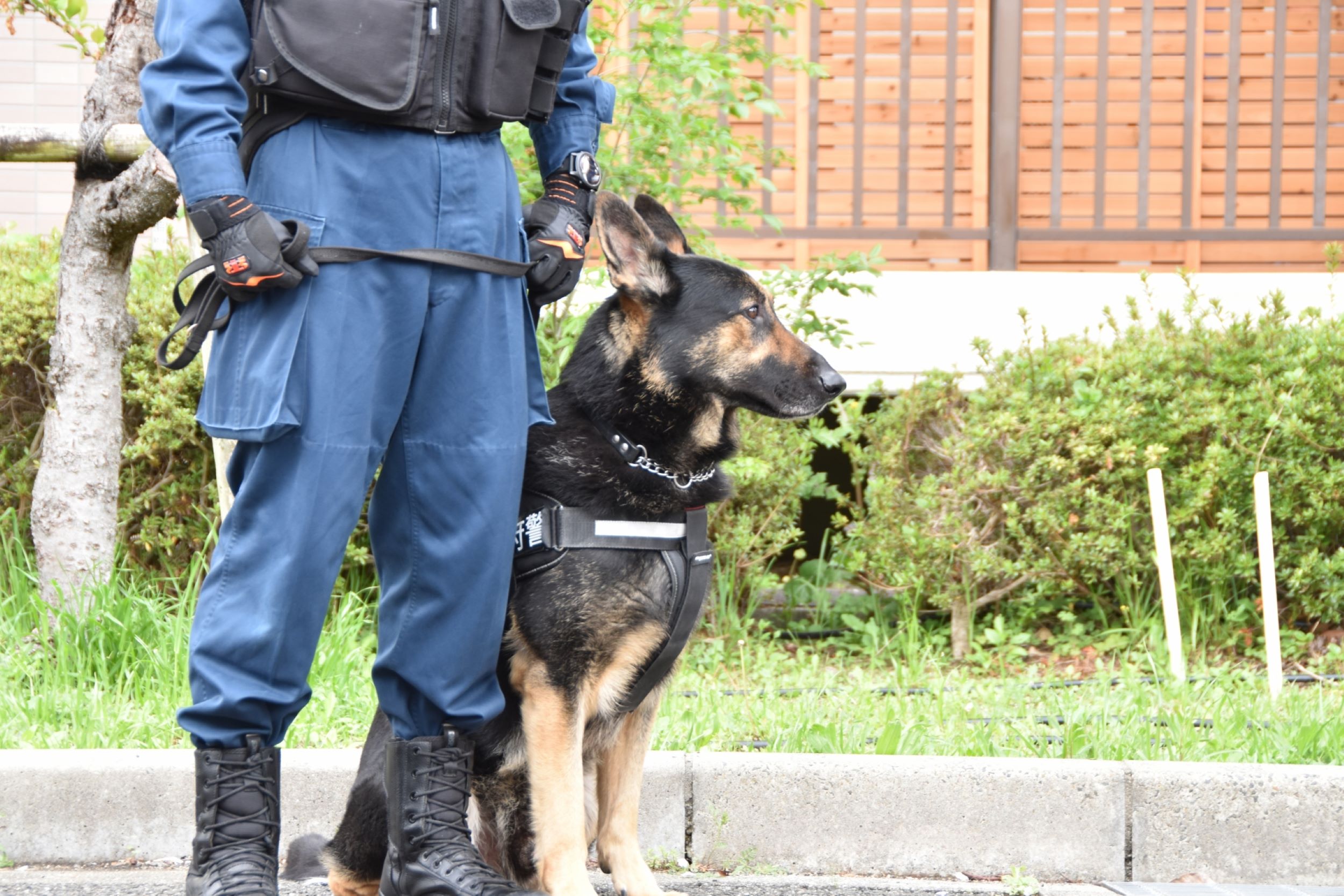 ドッグトレーナーと犬の訓練士、探知犬ハンドラーとの違い