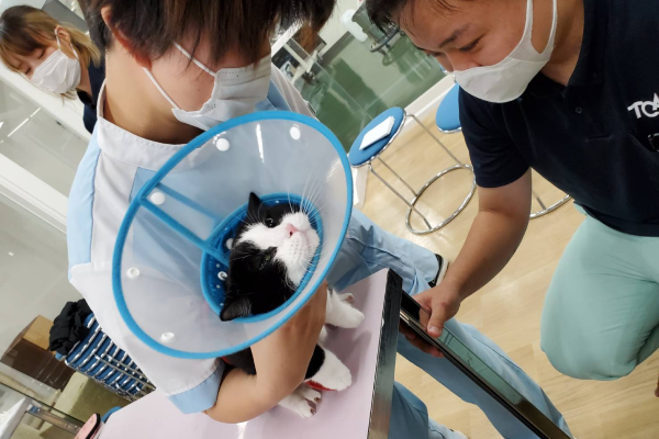 動物介護士になる方法