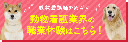 動物看護業界の職業体験はこちら！