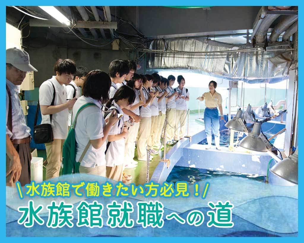 水族館で働きたい方必見！水族館就職への道